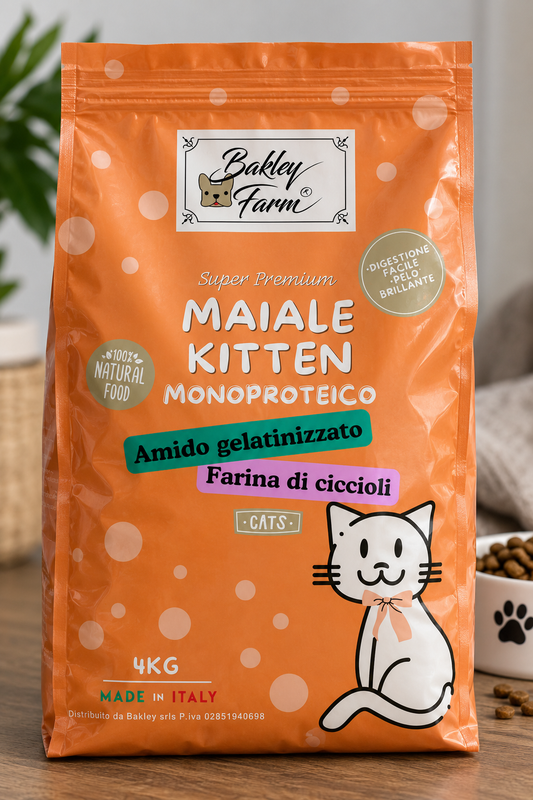 Kitten MAIALE